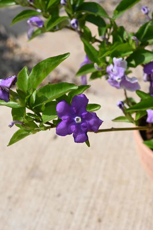 においばんまつり ニオイバンマツリ鉢植え ５号サイズ 開花は５月から