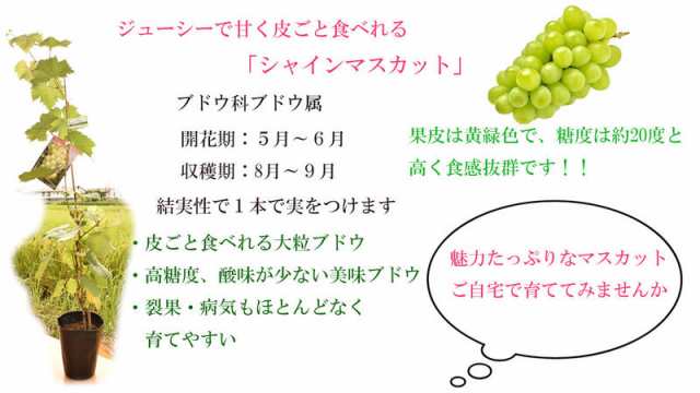 葡萄苗 ぶどうシャインマスカット苗 2年物 高さ50センチから70センチの通販はau PAY マーケット - こぼんさい au PAY マーケット店  | au PAY マーケット－通販サイト