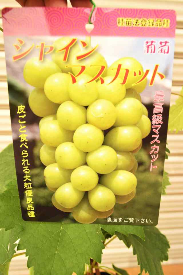 葡萄苗 ぶどうシャインマスカット苗 2年物 高さ50センチから70センチの