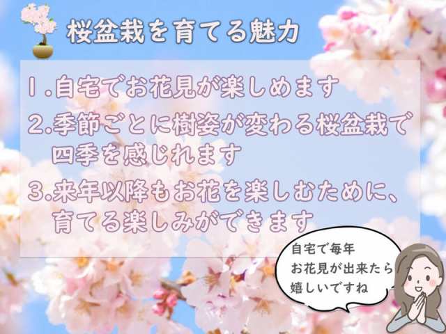 染井吉野桜盆栽 自宅で桜でお花見 2023年4月頃開花 信楽焼き