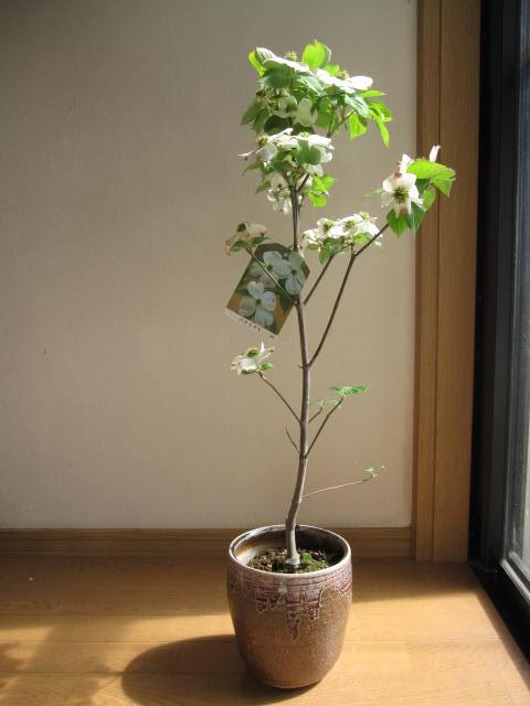 2025年4月開花の花水木シンボルツリー 【鉢植えハナミズキ白花】　ハナミズキ白花　クラウドナイン花水木クラウドナインハナミズキ