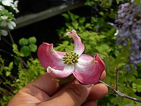 2023年４月に開花花水木シンボルツリー ３色セット【花水木苗