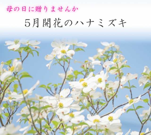 花水木シンボルツリー 【庭木花水木】 ハナミズキ白花 クラウドナイン