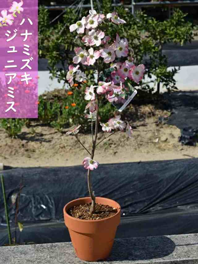 2023年4月に開花ハナミズキジュニアミス鉢植え はなみずきピンク花