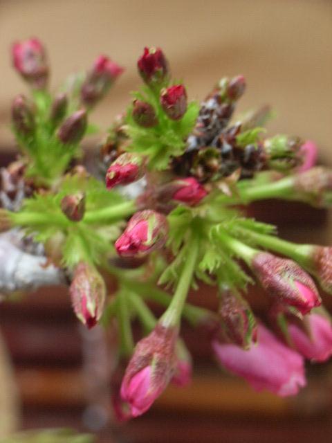 自宅で桜のお花見をプレゼントに 盆栽 御殿場桜 長寿梅の寄せ植え の通販は - こぼんさい 店 通販サイト
