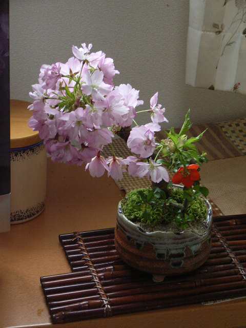 自宅で桜のお花見をプレゼントに　盆栽：御殿場桜　長寿梅の寄せ植え 　の通販は