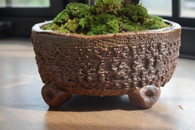 2025年4月に開花のサクラ寄せ植え盆栽：桜盆栽桜盆栽信楽