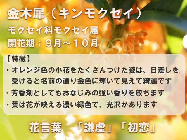 ※10月16日以降のお届けは開花終了苗となります　キンモクセイとギンモクセイ寝巻苗　大苗　高さ100センチ　シンボルツリーに｜au PAY マーケット