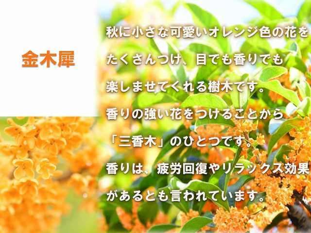 ※10月16日以降のお届けは開花終了苗となります　キンモクセイとギンモクセイ寝巻苗　大苗　高さ100センチ　シンボルツリーに｜au PAY マーケット