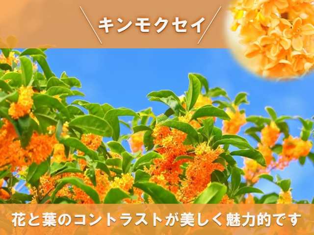 ※10月16日以降のお届けは開花終了苗となります　キンモクセイとギンモクセイ寝巻苗　大苗　高さ100センチ　シンボルツリーに｜au PAY マーケット