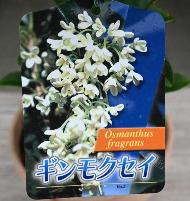 ※10月16日以降のお届けは開花終了苗となります　キンモクセイとギンモクセイ寝巻苗　大苗　高さ100センチ　シンボルツリーに｜au PAY マーケット