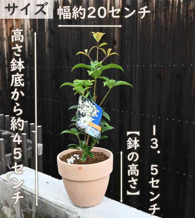 小さいギンモクセイ鉢植え【銀木犀】強く甘い香りを放つ 秋に開花