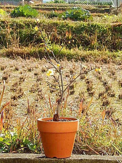 満月梅　ロウバイ　鉢植え 鉢植えロウバイ花芽付2025年１月に開花の満月ロウバイ鉢植え 蝋梅 ロウバイ