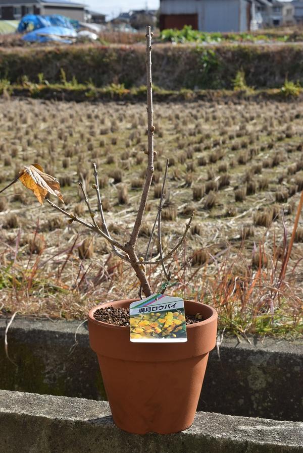 満月梅　ロウバイ　鉢植え 鉢植えロウバイ花芽付2025年１月に開花の満月ロウバイ鉢植え 蝋梅 ロウバイ