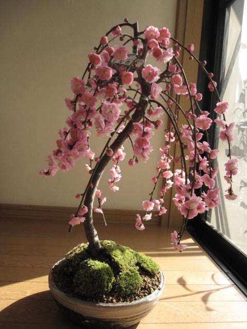 2024年3月に開花八重しだれ梅苗 ピンクのお花がかわいいです。 - 盆栽