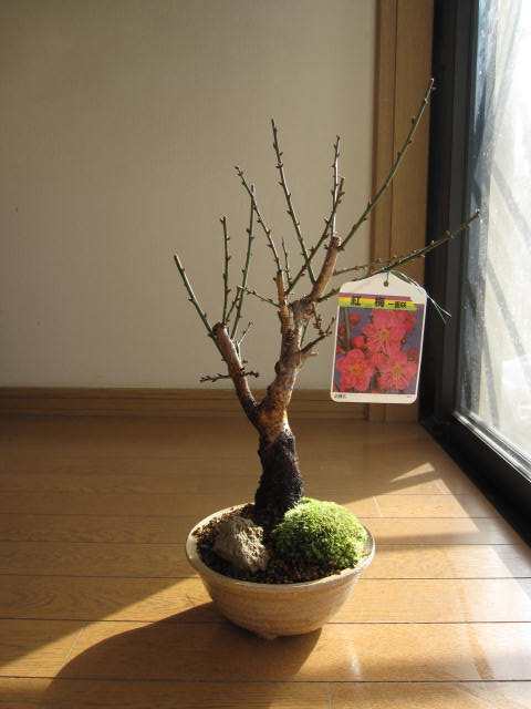 盆栽: 紅梅盆栽 2025年2月から3月頃に開花する 梅の盆栽ですの