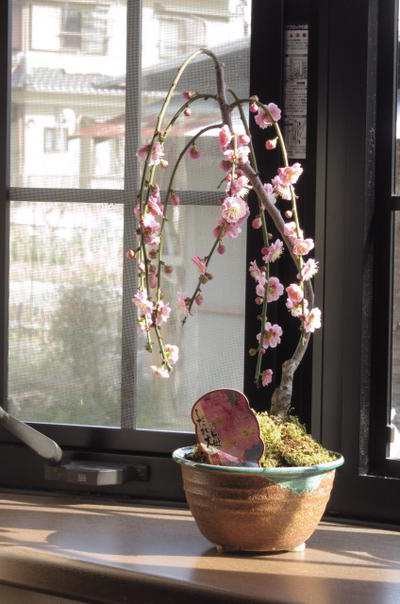 ミニ八重しだれ梅　2025年3月頃開花のピンクのかわいい梅が楽しめます　贈り物にもおすすめですの通販は