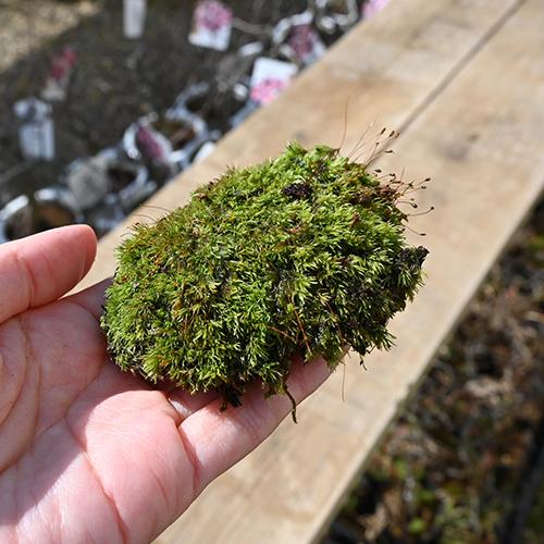 ハイゴケ ミニパック ¥300