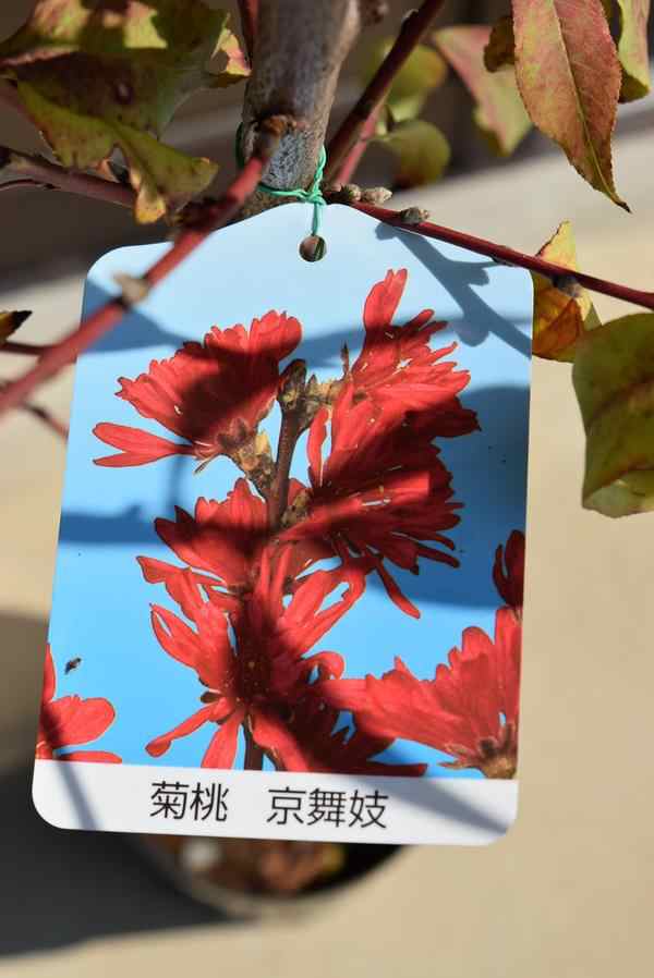 花桃【菊桃京舞妓桃 】【桃】 桃の花 紅花菊桃苗の通販はau PAY