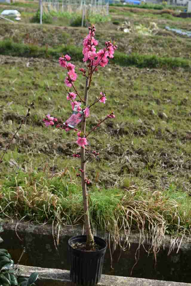 花桃苗矢口桃花苗 桃花苗 桃の花 2023年３月から４月に開花 接ぎ木苗の