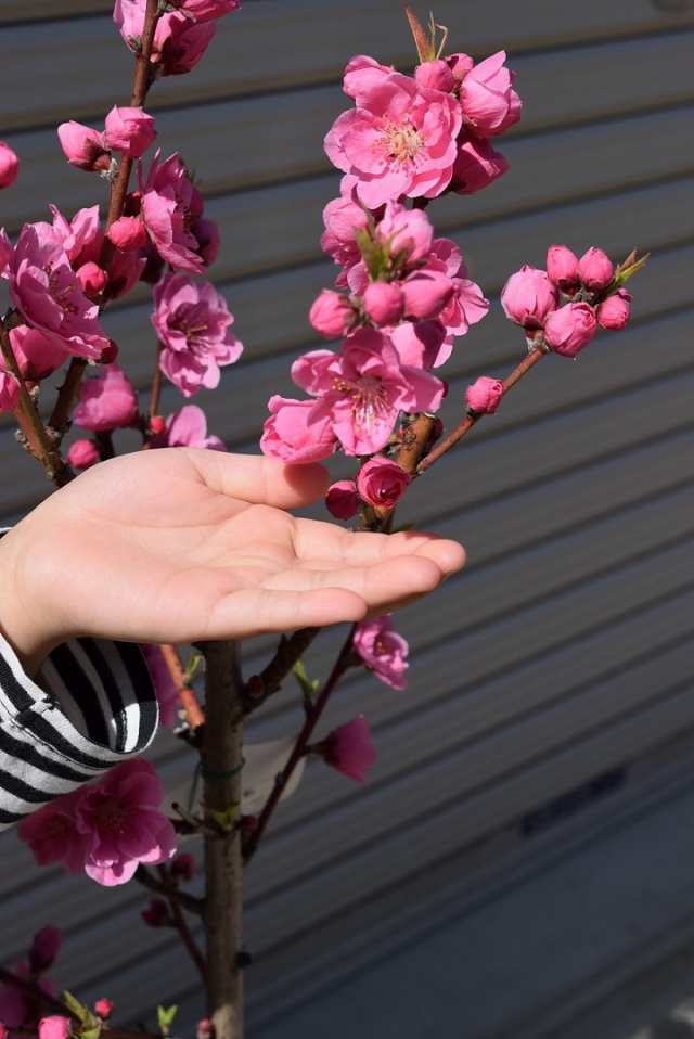 花桃苗矢口桃花苗　桃花苗　桃の花　2023年３月から４月に開花　　接ぎ木苗のしっかりとした苗です｜au PAY マーケット