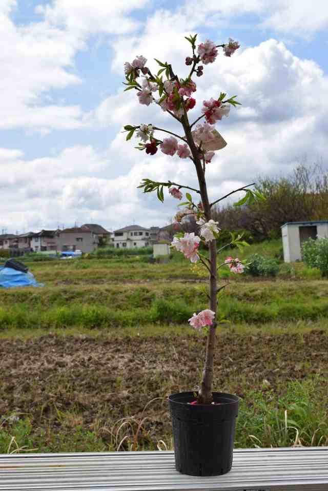 枝垂れ花桃 庭木 樹木 - その他