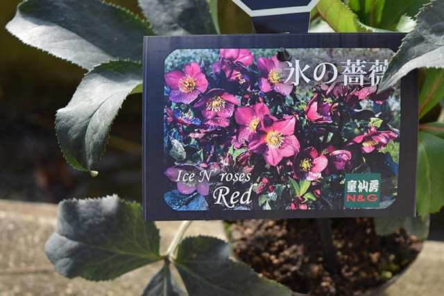 クリスマスローズ氷の薔薇レッド2025年1月初め開花株クリスマス クリスマスローズ氷の薔薇レッド2025年1月初め開花株クリスマス