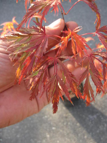 青しだれ紅葉 【もみじ】 【盆栽】【紅葉】の通販はau PAY マーケット