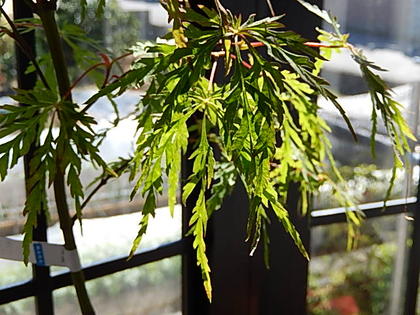 しだれ紅葉 しだれもみじ しだれ紅葉盆栽 もみじ盆栽 楓カエデ　青シダレ紅シダレ しだれ紅葉 しだれもみじ しだれ紅葉盆栽 もみじ盆栽 楓カエデ 青