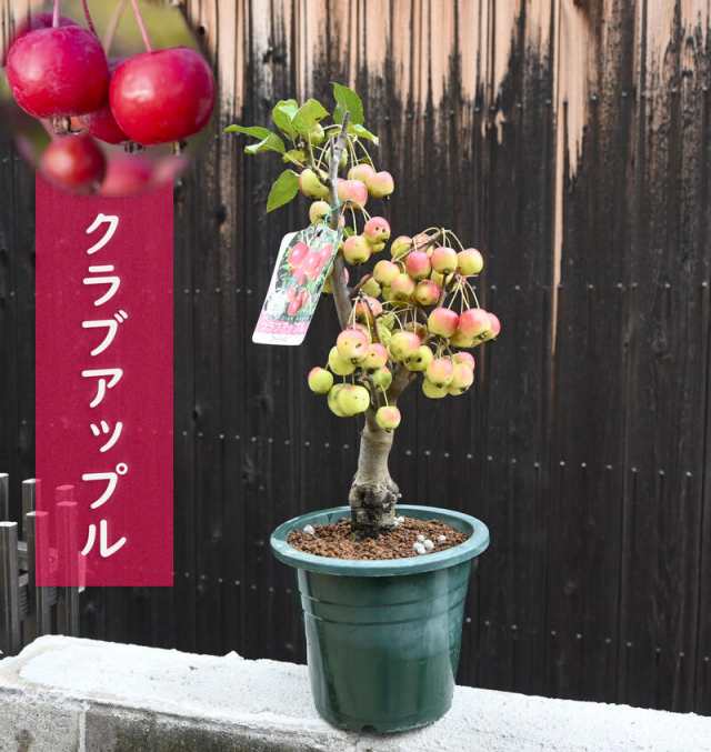 実はついておりません。姫林檎りんご林檎 プラ鉢 クラブアップル