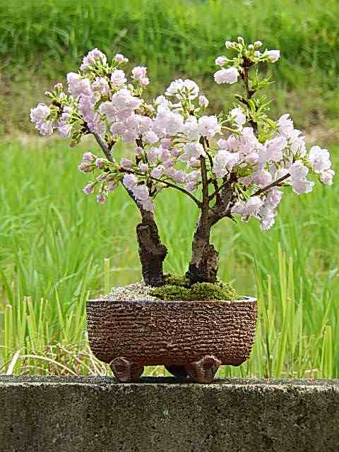 2024年4月に開花の桜盆栽 自宅でもお花見が楽しめます 八重桜ツイン