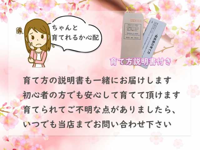 サクラのお花見が楽しめます2024年4月開花 旭山桜のミニ盆栽 自宅でお ...