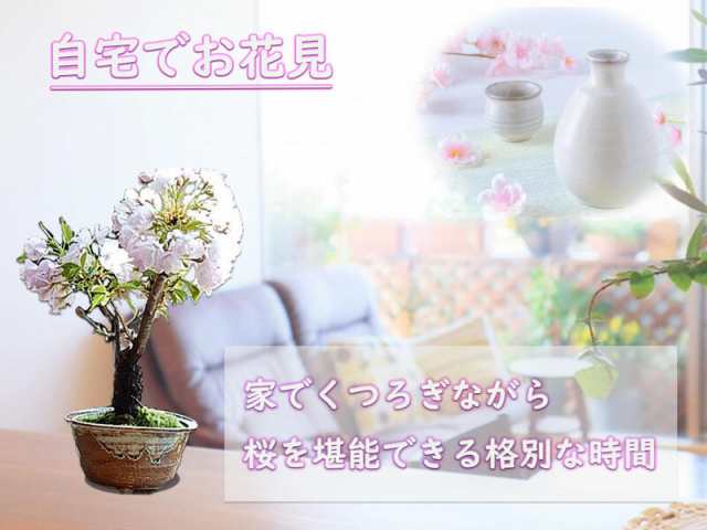 2024年4月に自宅でサクラのお花見をミニ八重桜盆栽 小さいからベランダ ...