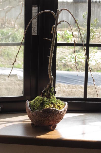 鉢植え　【八重しだれ桜】 　鉢植えしだれ桜