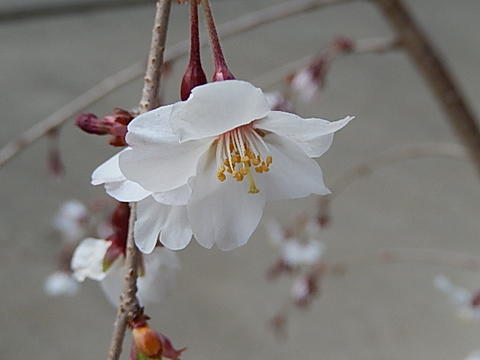 桜苗富士しだれ桜苗【しだれ桜】桜 庭木 種・苗 桜苗富士しだれ桜苗【しだれ桜】桜 庭木 種・苗