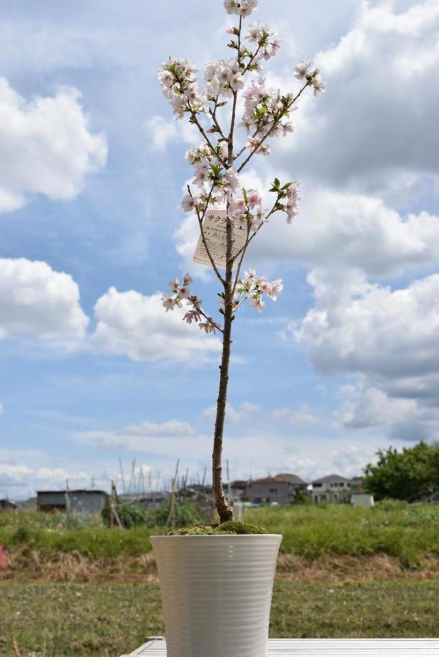 お花見を楽しむ鉢植えのサクラ　鉢底から100センチ前後御殿場桜　桜満開 　桜の開花2027年は　三月下旬より開花予定 7,800円