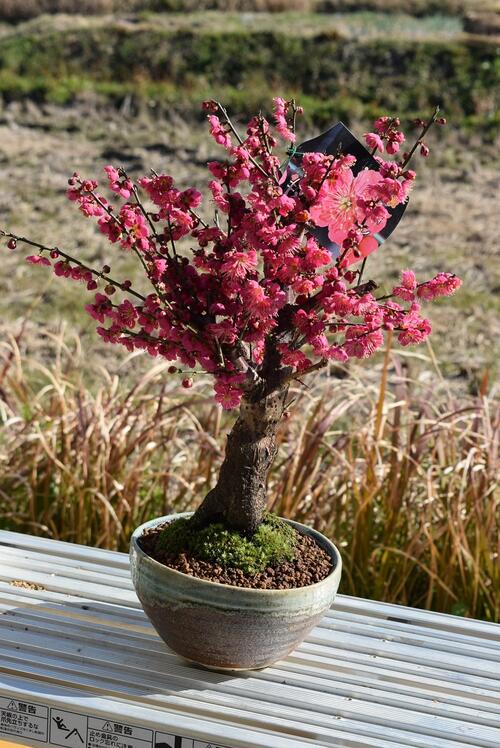 2026年3月頃開花の真紅の紅梅迎春梅盆栽 【盆栽】信楽焼き入り紅梅盆栽