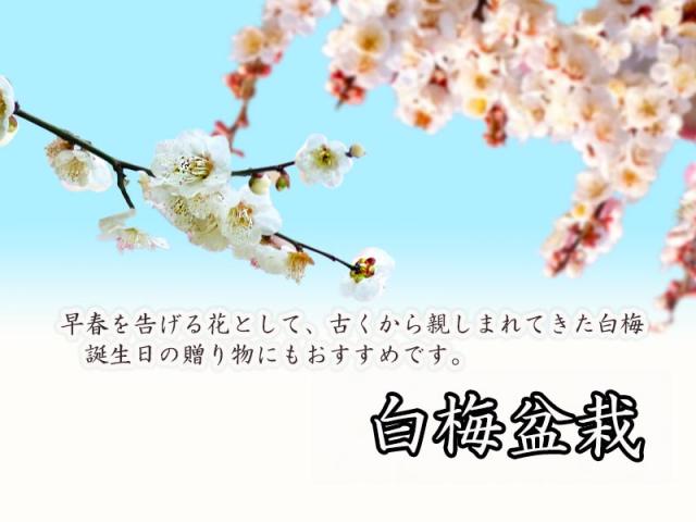 お祝いの贈り物におすすめ盆栽梅盆栽 【梅盆栽】信楽焼き入り白梅盆栽　　　2月頃から３月です。_5
