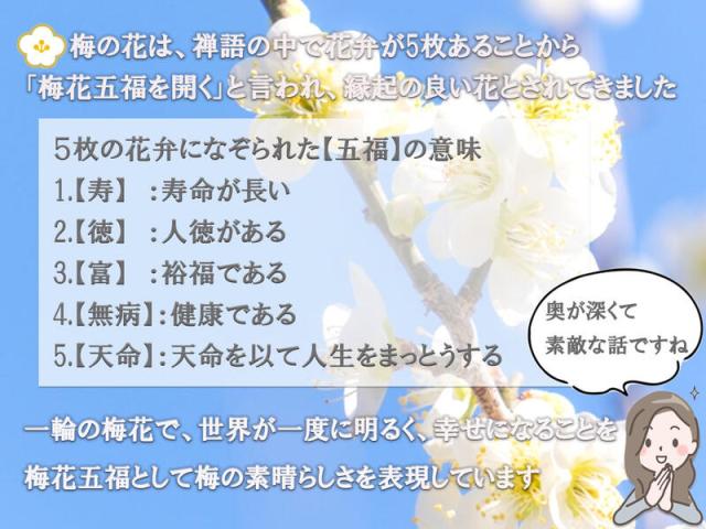 お祝いの贈り物におすすめ盆栽梅盆栽 【梅盆栽】信楽焼き入り白梅盆栽　　　2月頃から３月です。_6