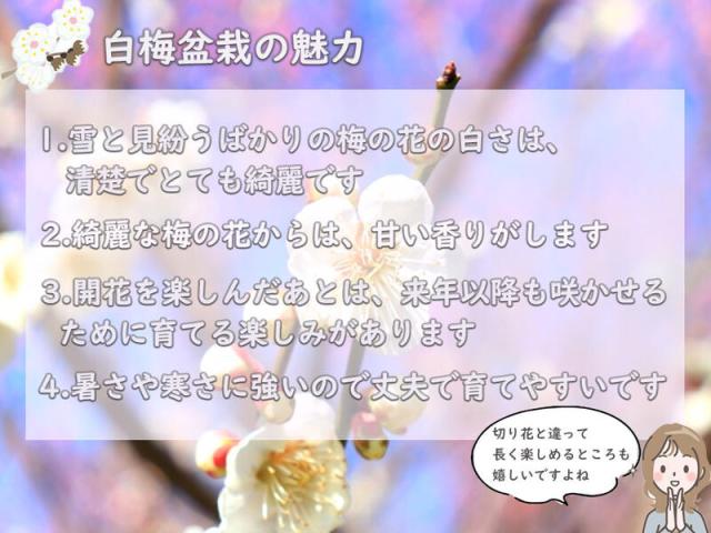 お祝いの贈り物におすすめ盆栽梅盆栽 【梅盆栽】信楽焼き入り白梅盆栽　　　2月頃から３月です。_7