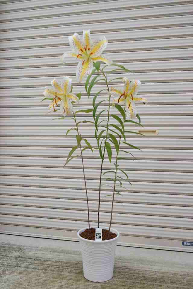 ヤマユリ 百合の王様 贈り物 強い香り 上品 白い花 鉢植えの通販はau Pay マーケット こぼんさい Au Pay マーケット店
