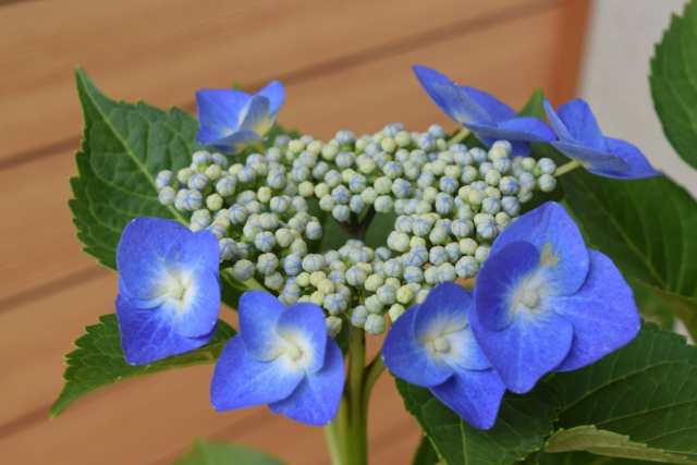 ブルースカイ 紫陽花 額紫陽花 贈り物 切り花 鉢植え 庭木 初心者でも育てやすいの通販はau Pay マーケット こぼんさい Au Pay マーケット店