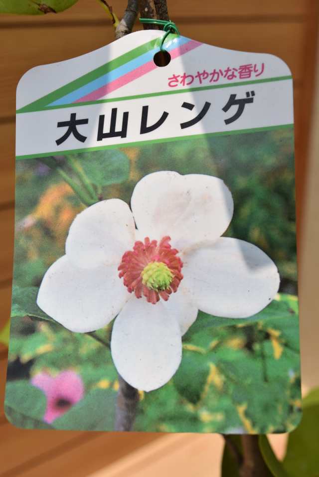 森の妖精 オオヤマレンゲ 大山蓮華 白花 大輪 深山蓮華 下向きに咲く 庭木に シンボルツリー 天然記念物の通販はau Pay マーケット こぼんさい Au Pay マーケット店