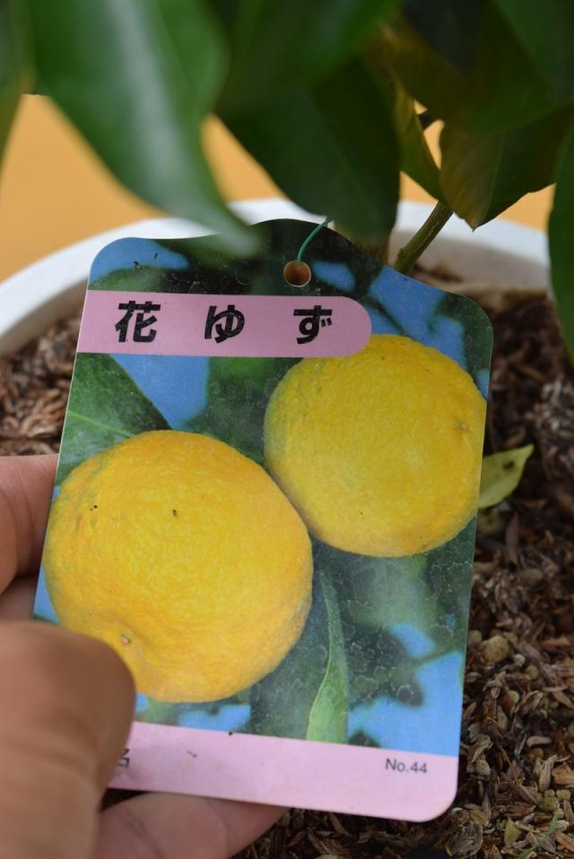 花ユズ ゆず湯 老化防止 実の成る木 収穫を楽しむ 果樹 常緑性 初心者でも育てやすい果樹の通販はau Pay マーケット こぼんさい Au Pay マーケット店