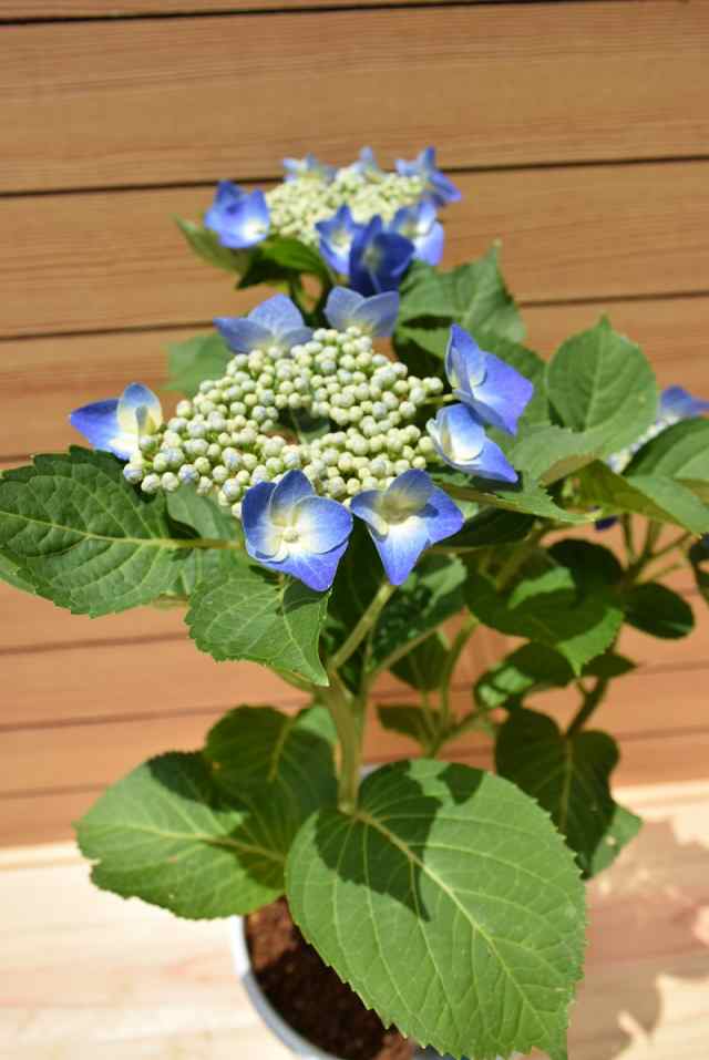 マリンブルー 紫陽花 贈り物 切り花 てまり咲き 鉢植え 庭木 初心者でも育てやすいの通販はau Pay マーケット こぼんさい Au Pay マーケット店