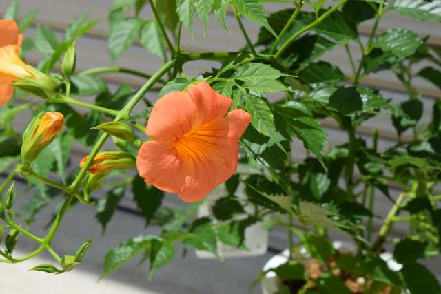 ノウゼンカズラ 凌霄花 オレンジの花 庭木 つる植物 育てやすいの通販はau Pay マーケット こぼんさい Au Pay マーケット店