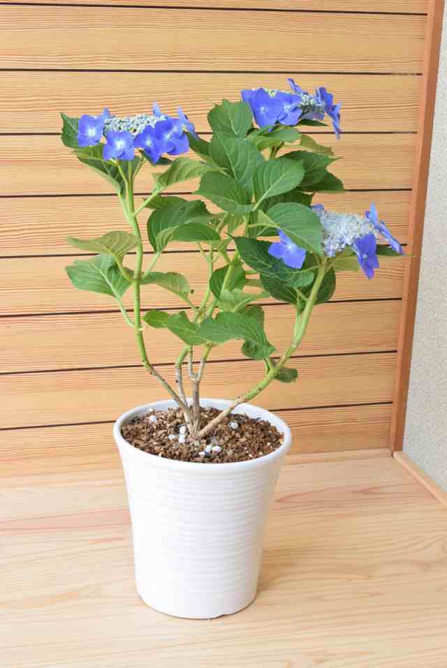 ブルースカイ 紫陽花 額紫陽花 贈り物 切り花 鉢植え 庭木 初心者でも育てやすいの通販はau Pay マーケット こぼんさい Au Pay マーケット店