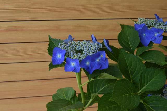 ブルースカイ 紫陽花 額紫陽花 贈り物 切り花 鉢植え 庭木 初心者でも育てやすいの通販はau Pay マーケット こぼんさい Au Pay マーケット店