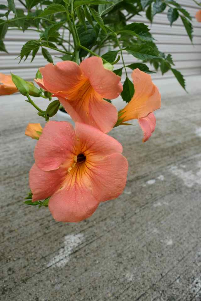 ノウゼンカズラ 6月上旬よりお届け予定 凌霄花 オレンジの花 庭木 つる植物 育てやすいの通販はau Pay マーケット こぼんさい Au Pay マーケット店