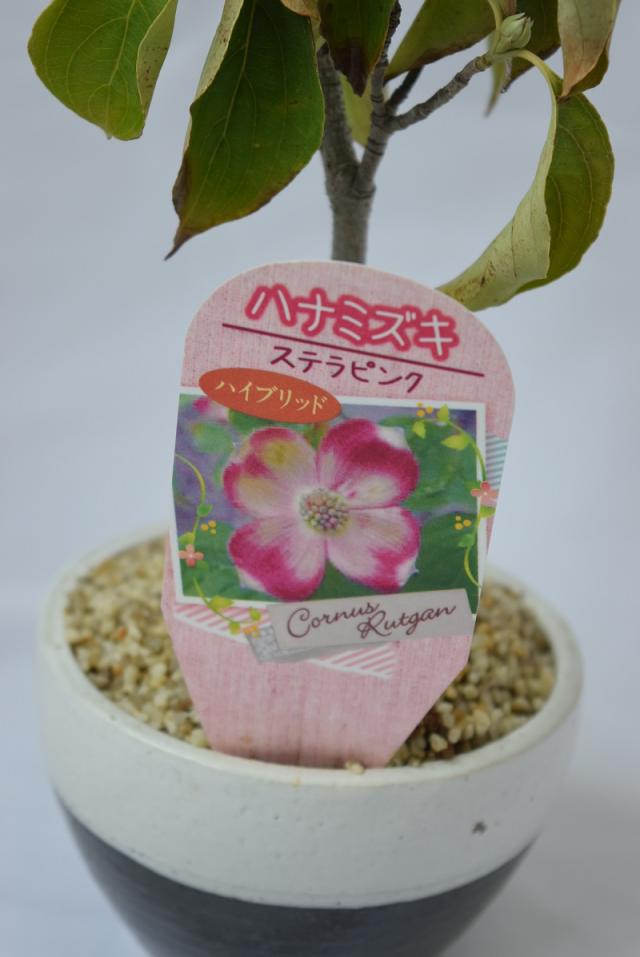 ステラピンク ハイブリッドハナミズキ 鉢植え 新種 ヤマボウシとの交配種 桃色の花 落葉樹 庭木 シンボルツリー 記念樹の通販はau Pay マーケット こぼんさい Au Pay マーケット店